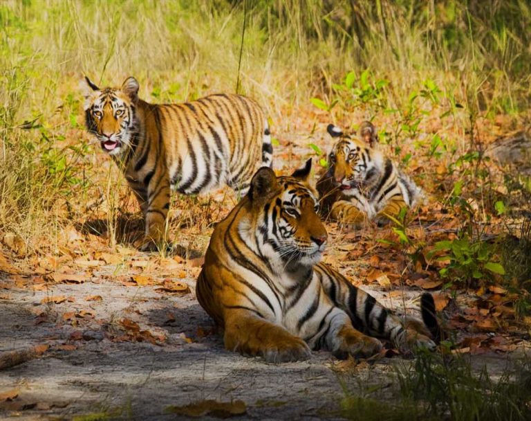 tiger-banner-img