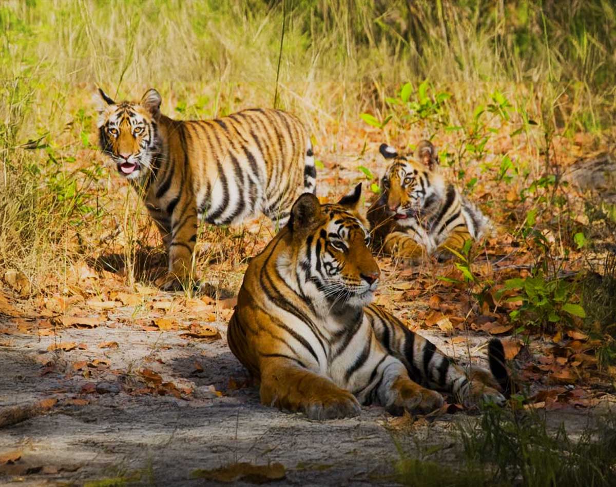 tiger-banner-img